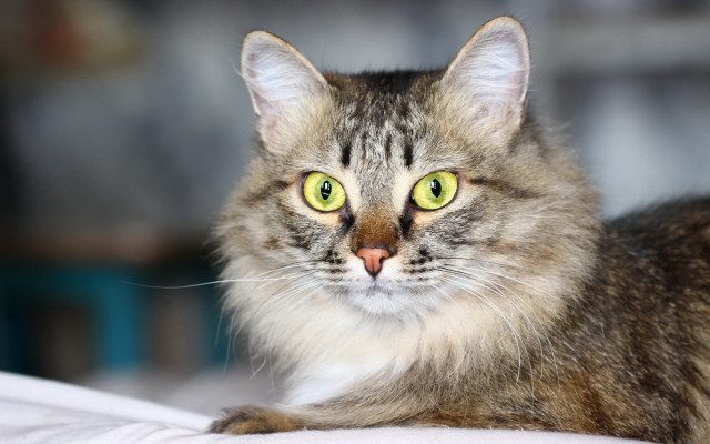 Serious green eyes cat rococo free wallpaper for desktop - medium preview image