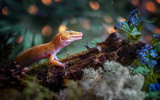 Lizard snail woods flower lights free wallpaper for desktop - medium preview image