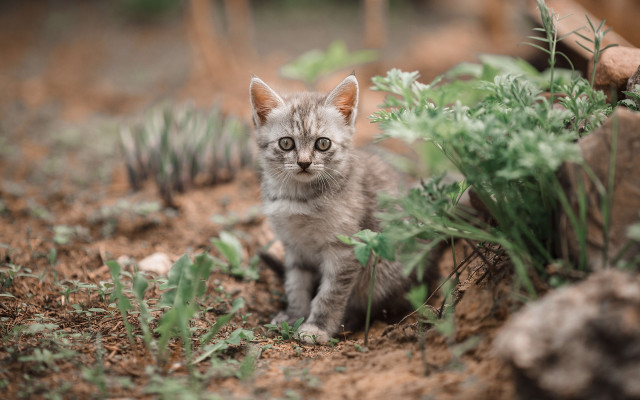 Small kitten dirt plants rocks free wallpaper for desktop - medium preview image