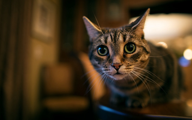 Cat sitting table camera blurry free wallpaper for desktop - medium preview image
