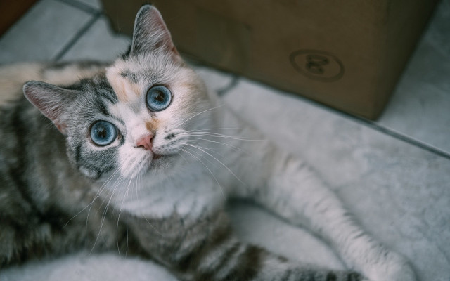 Blue eyed cat blurry background free wallpaper for desktop - medium preview image