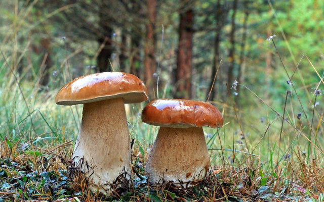Mushrooms woods autumn blurry nature free wallpaper for desktop - medium preview image