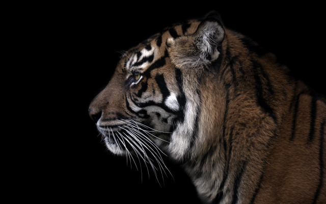 Tiger black background white stripe free wallpaper for desktop - medium preview image