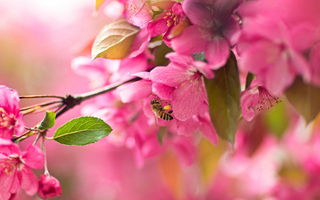 Bee pink flower branch macro free wallpaper for desktop - medium preview image