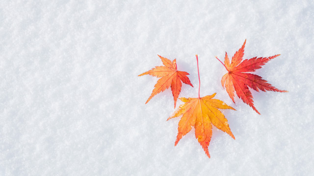 Orange leaves snow autumn nature free wallpaper for desktop - medium preview image