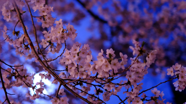 Pink flower tree blue sky #4 free wallpaper for desktop - medium preview image
