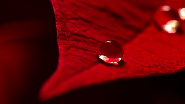 Red flower water drops macro free wallpaper for desktop - medium preview image