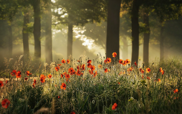 Red flowers forest fog autumn free wallpaper for desktop - medium preview image