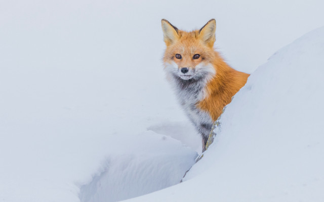 Curious fox in snow award free wallpaper for desktop - medium preview image