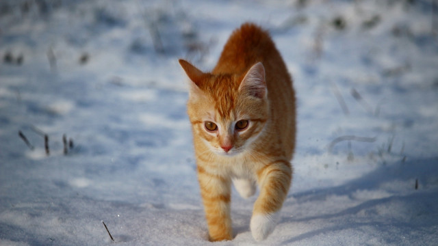 Cat snow walking rayonism photorealistic free wallpaper for desktop - medium preview image