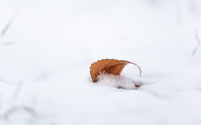 Leaf snowy mountain winter minimalism free wallpaper for desktop - medium preview image