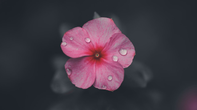 Pink flower water droplets macro #34 free wallpaper for desktop - medium preview image