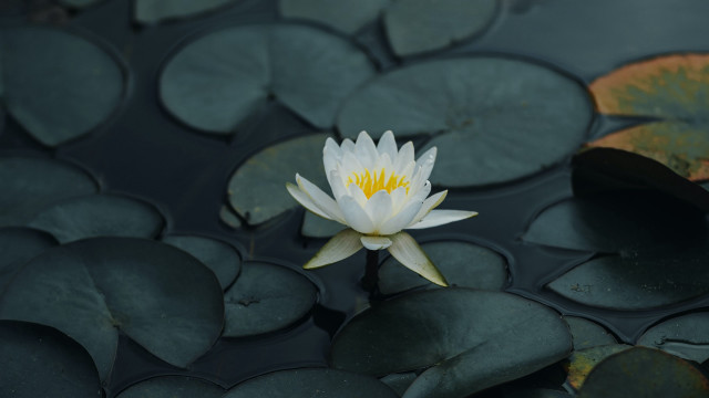 White water lily yellow center #3 free wallpaper for desktop - medium preview image