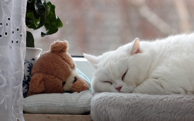White cat teddy bear sleeping free wallpaper for desktop - medium preview image