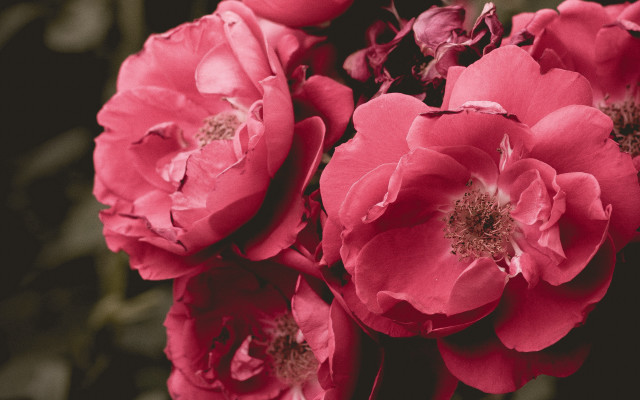 Pink roses bouquet black background free wallpaper for desktop - medium preview image