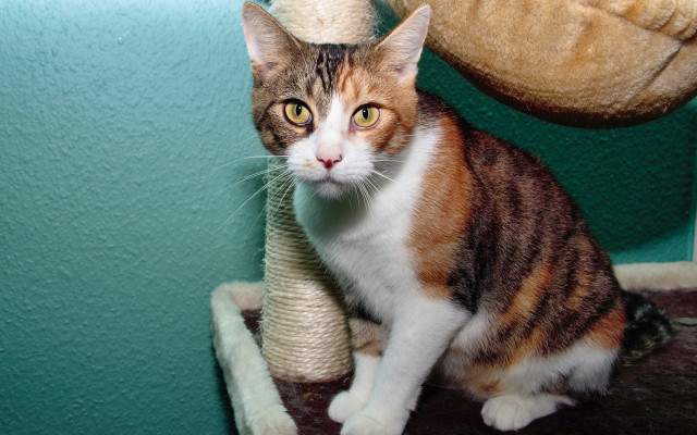 Cat sitting scratchingpost stuffedbear teddybear free wallpaper for desktop - medium preview image