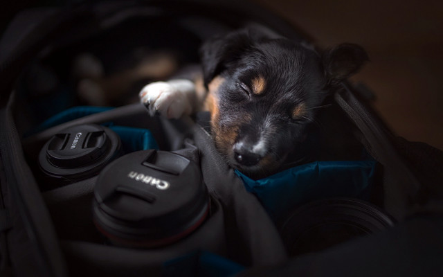 Dog suitcase photography blurry depth free wallpaper for desktop - medium preview image