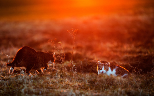 Cats field sunset art photography free wallpaper for desktop - medium preview image