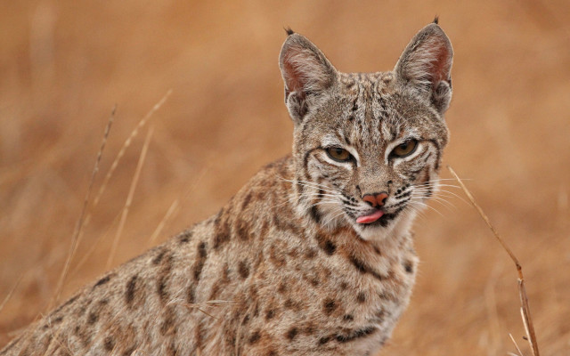 Cat tallgrass funnylook photorealistic animalfocus free wallpaper for desktop - medium preview image