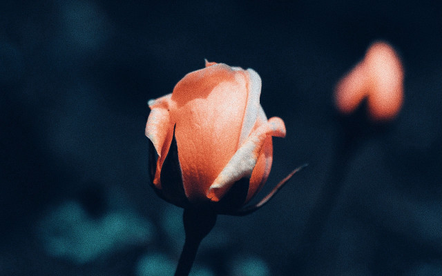 Orange rose macro starry night free wallpaper for desktop - medium preview image