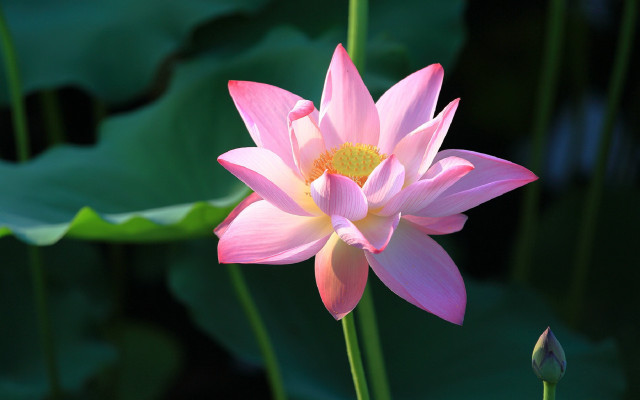 Pink flower yellow center lily free wallpaper for desktop - medium preview image