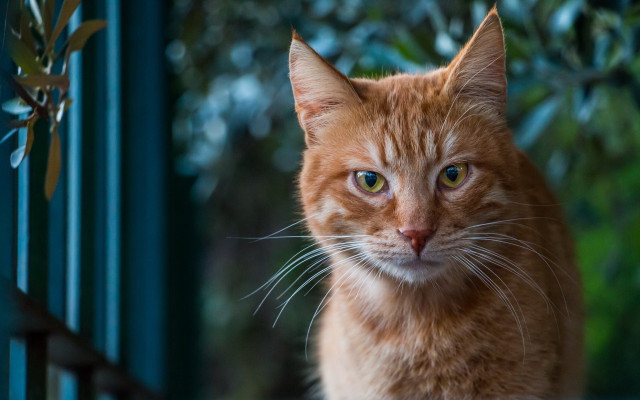 White cat bokeh nature depth free wallpaper for desktop - medium preview image