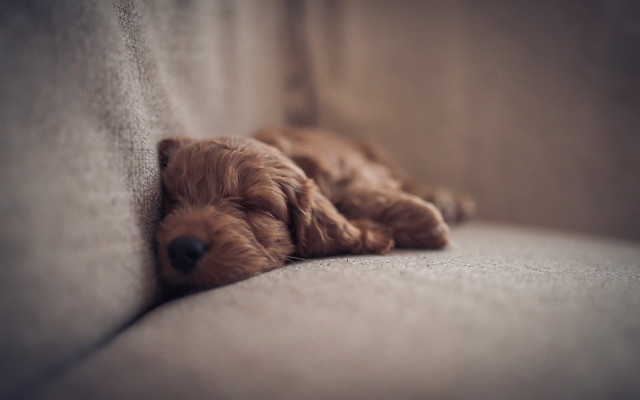 Dog sleeping couch closeup hyperrealism free wallpaper for desktop - medium preview image