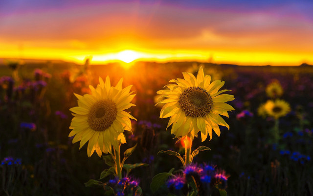 Sunflower field sunset purple sky free wallpaper for desktop - medium preview image