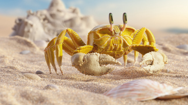 Yellow crab beach sand shells free wallpaper for desktop - medium preview image