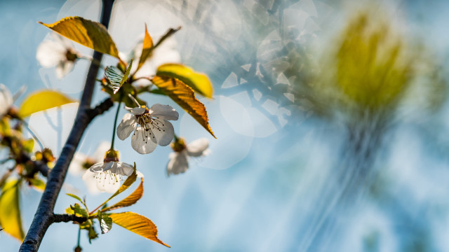 Branch white flowers green leaves #6 free wallpaper for desktop - medium preview image