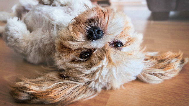 Old dog stuffed animal blurry free wallpaper for desktop - medium preview image