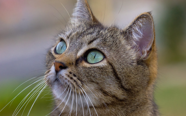 Cat blue eyes looking up #8 free wallpaper for desktop - medium preview image