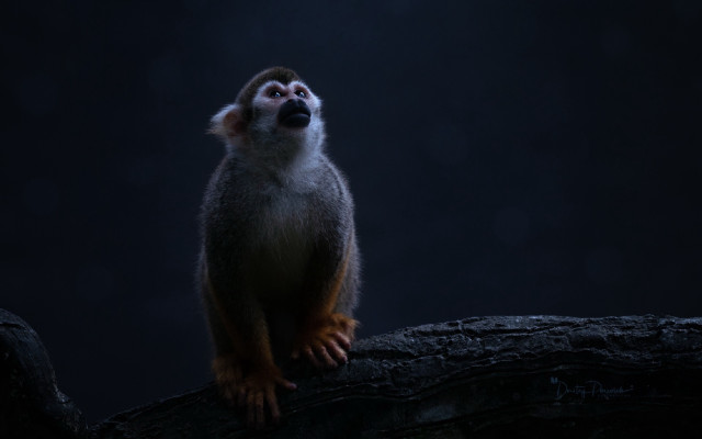 Monkey tree branch looking sky free wallpaper for desktop - medium preview image