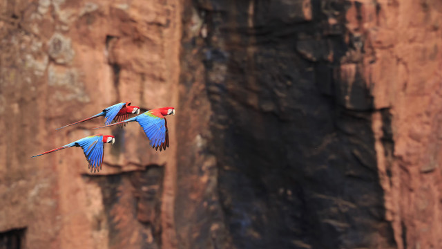 Colorful birds rocky cliff bokeh free wallpaper for desktop - medium preview image