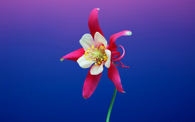 Pink flower blue background 3d free wallpaper for desktop - medium preview image