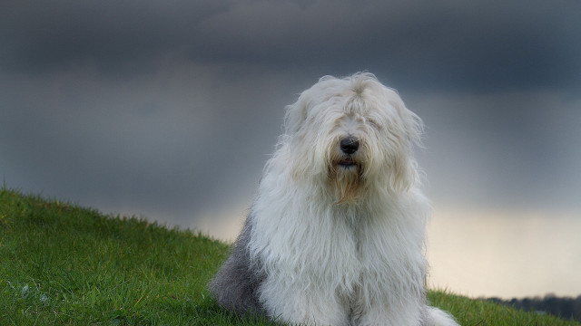 Shaggy white dog sitting green free wallpaper for desktop - medium preview image