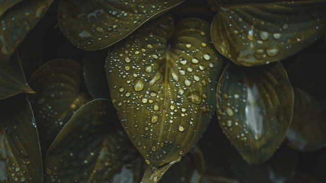 Leaves water droplets dark background free wallpaper for desktop - medium preview image