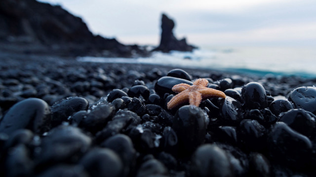 Starfish rocky beach ocean cloudy free wallpaper for desktop - medium preview image