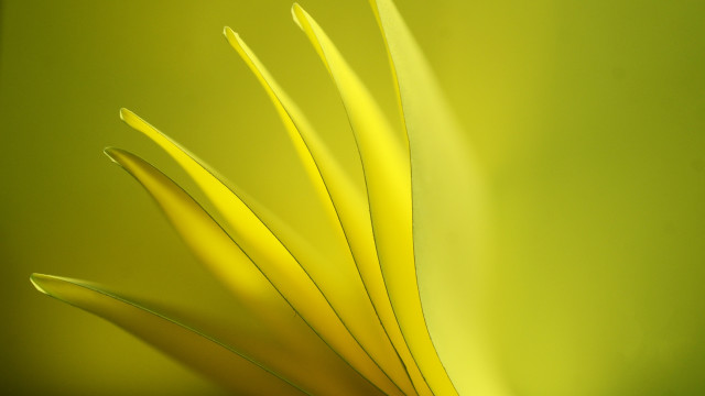 Yellow flower green background macro #4 free wallpaper for desktop - medium preview image