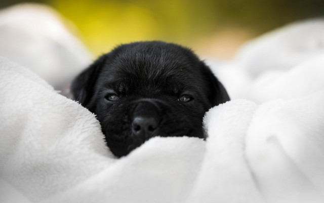 Black puppy white blanket sad #2 free wallpaper for desktop - medium preview image