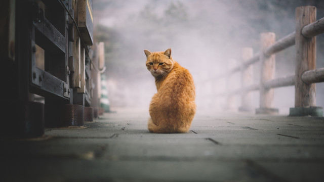 Cat fence gate fog person free wallpaper for desktop - medium preview image