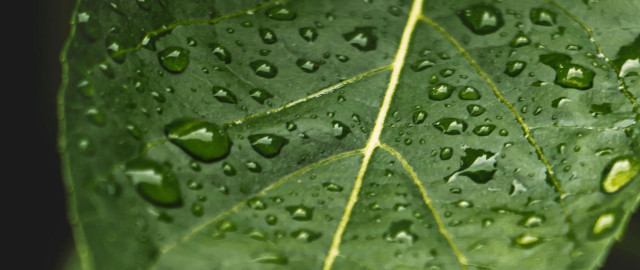 Green leaf water drops macro #55 free wallpaper for desktop - medium preview image