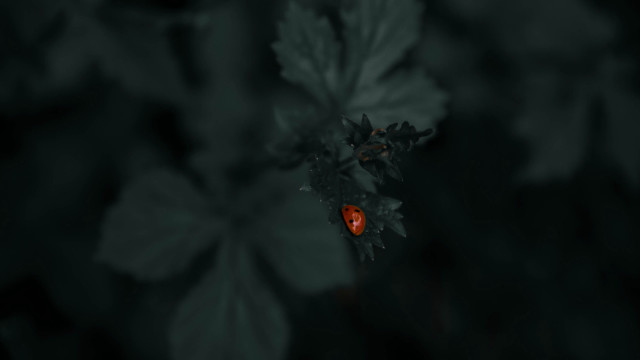 Red bug leaf plant night free wallpaper for desktop - medium preview image
