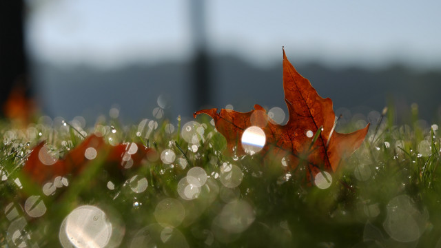 Leaf dew waterdrop underwater macro free wallpaper for desktop - medium preview image