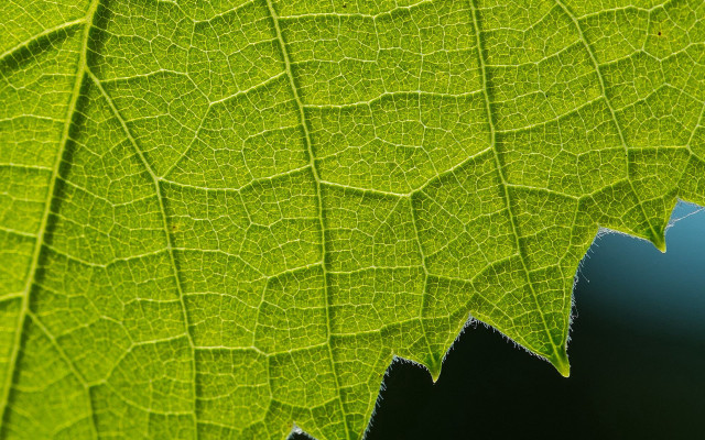 Green leaf macro nature background free wallpaper for desktop - medium preview image