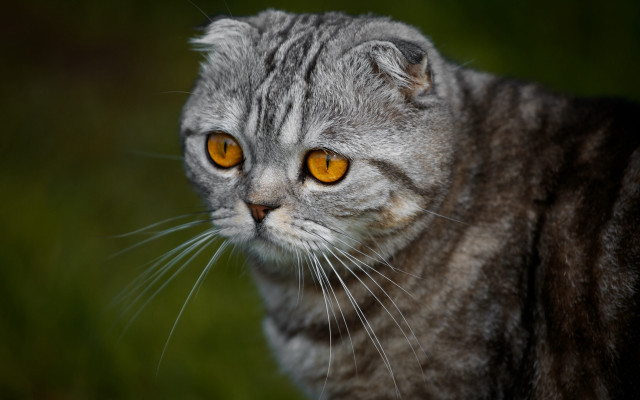 Cat yellow eyes blurry grass free wallpaper for desktop - medium preview image