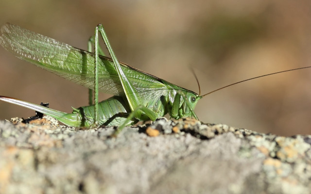 Green grasshopper rock wings spread free wallpaper for desktop - medium preview image