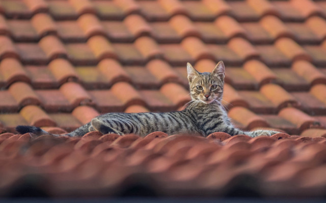 Cat roof red tiled bokeh free wallpaper for desktop - medium preview image