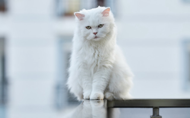 White cat railing building background free wallpaper for desktop - medium preview image