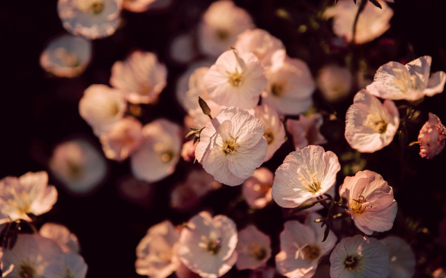 Pink flowers blooming sunny garden free wallpaper for desktop - medium preview image